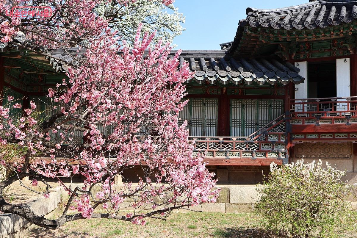 분홍빛 매화가 만개해 고즈넉한 전각과 조화를 이룬다. &copy;이봉덕