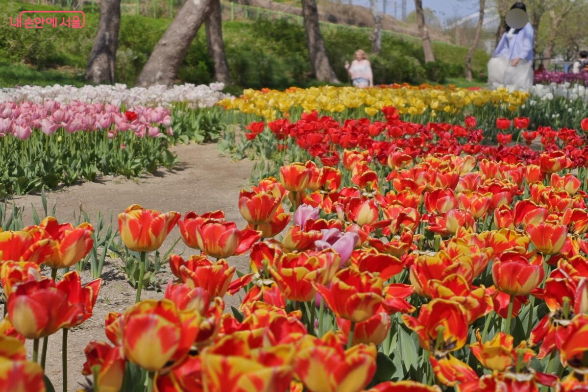 튤립의 각도에 맞추어 인물모드나 2배줌도 추천한다. &copy;염지연