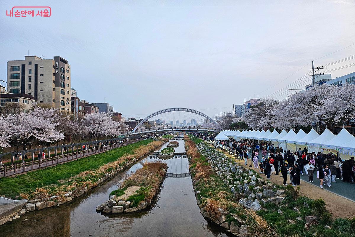 불광천 산책로 주변으로 핀 벚꽃길.ⓒ이정민