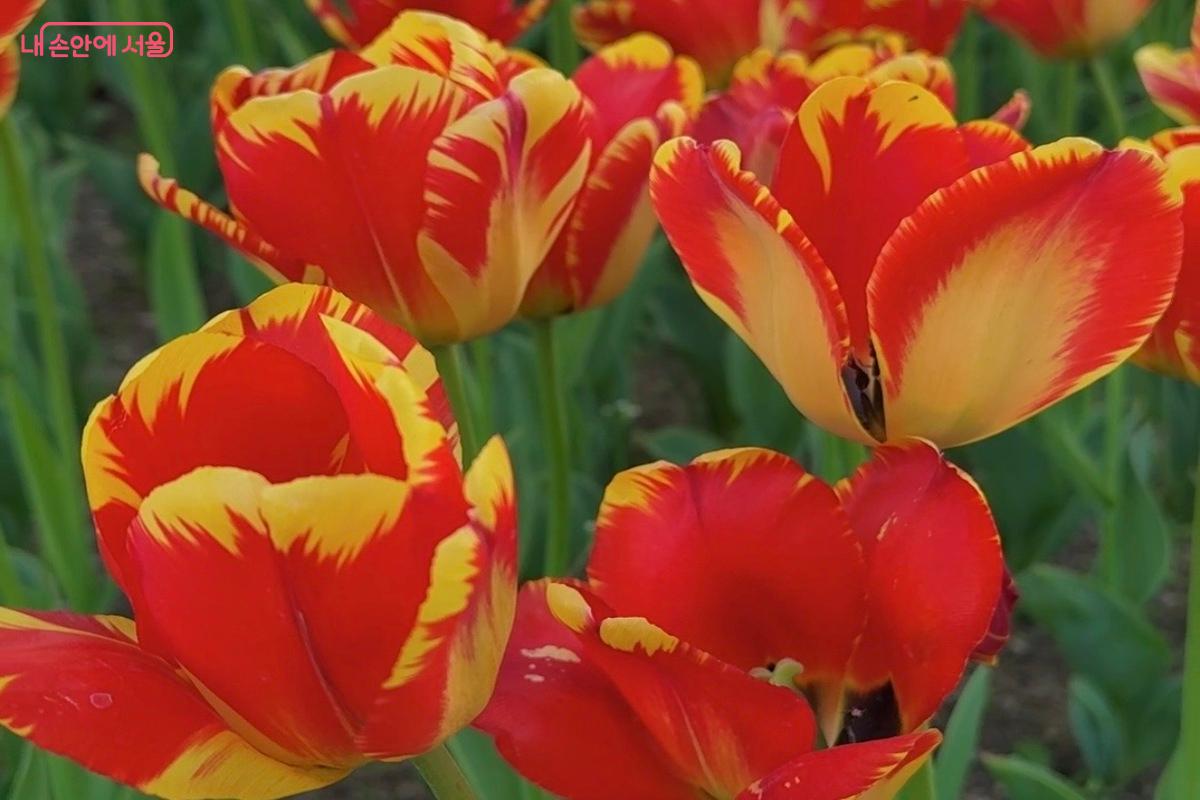 기분 좋아지는 튤립 &copy;임수영