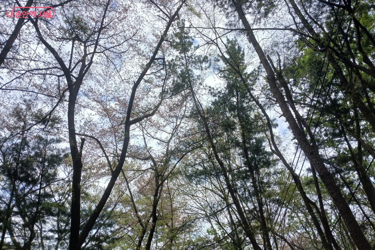 울창한 나무들이 하늘을 향해 뻗어 있다. &copy;유지민