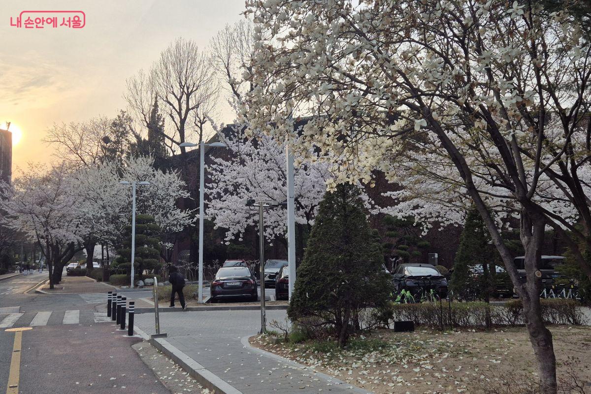 해질녁 벗나무는 또 다른 분위기를 연출한다