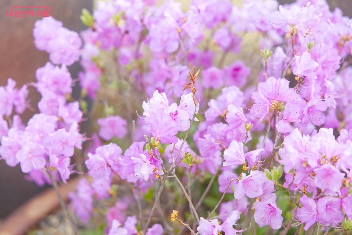 이번 주에 비가 오니 벚꽃은 보내주고 진달래와 겹복사꽃을 보러 오면 될 것 같다. &copy;서지희