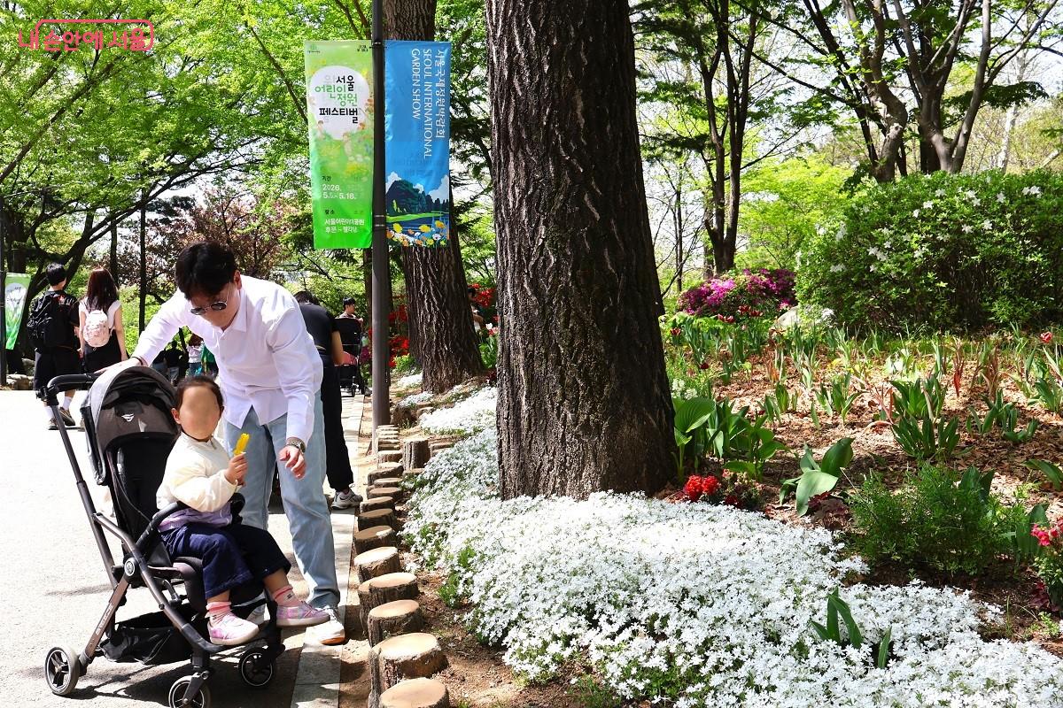 공원 나무 아래 하얀 꽃잔디 앞에 멈춰 감상하는 다정한 가족의 모습 &copy;이봉덕