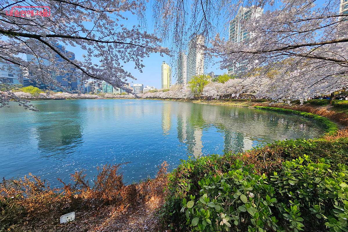 이번 호수벚꽃축제는 사람들의 웃음, 계절의 온기, 도시의 낭만이 가득 찬 시간이었다. ©이혜숙