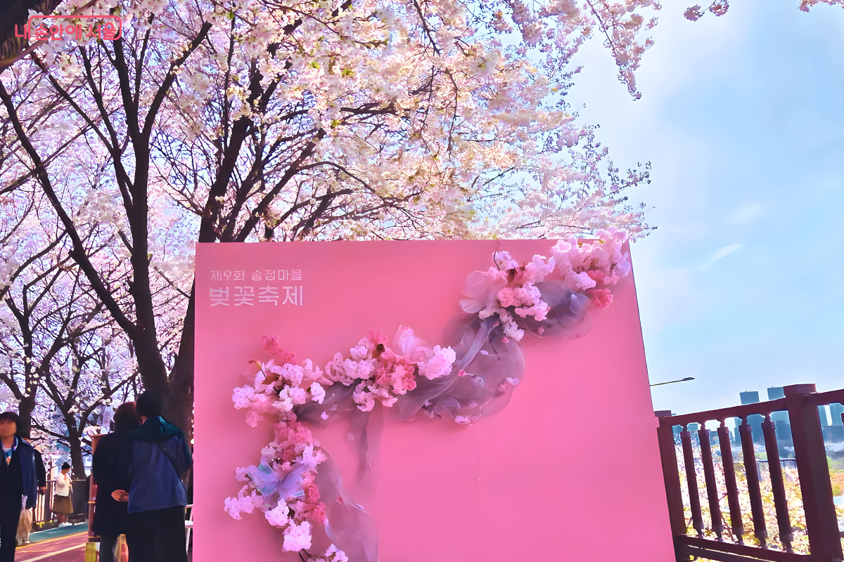 화사한 핑크색 배경으로 제작된 대형 정사각형 포토월이다. 왼쪽 상단에는 '제9회 송정마을 벚꽃축제' 문구가 적혀 있고, 중앙에는 입체적인 연분홍 꽃 장식과 나비 모형이 휘감기듯 장식되어 있다. 포토월 머리 위로는 실제 만개한 왕벚나무 가지들이 풍성하게 드리워져 있어 인위적인 조형물과 자연의 꽃이 조화로운 배경을 만들고 있다.
