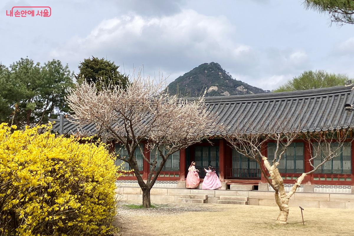 만개한 봄꽃과 어우러진 전통 가옥에서의 여유 ©이란