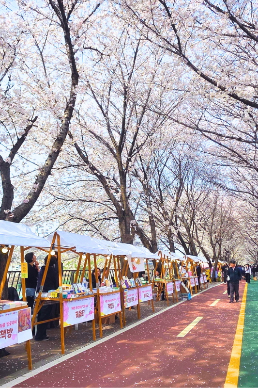 벚꽃 반, 사람 반은 이제 그만! 송정제방길서 '벚꽃 터널' 걸어요