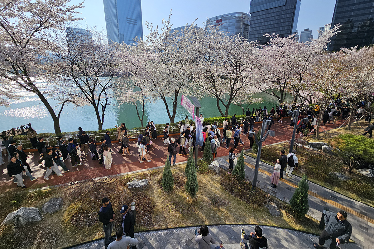 봄이 호수 위에 내려앉은 날, '호수벚꽃축제'에서 만난 가장 찬란한 순간