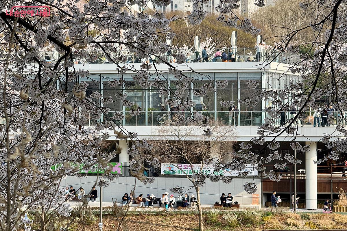 벚꽃이 흐드러진 장소에 위치한 양재천수변문화쉼터 ©김미정