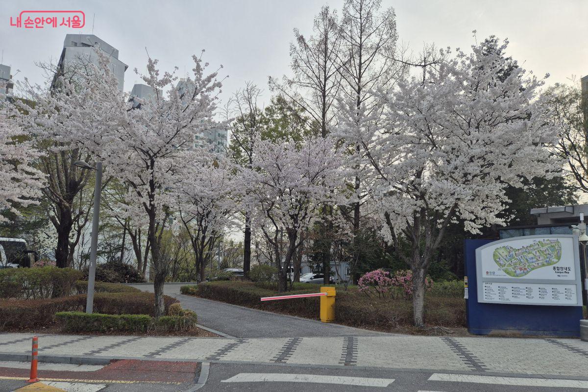 입구에 들어서니 냄새부터 다른 벚꽃이 반겨준다