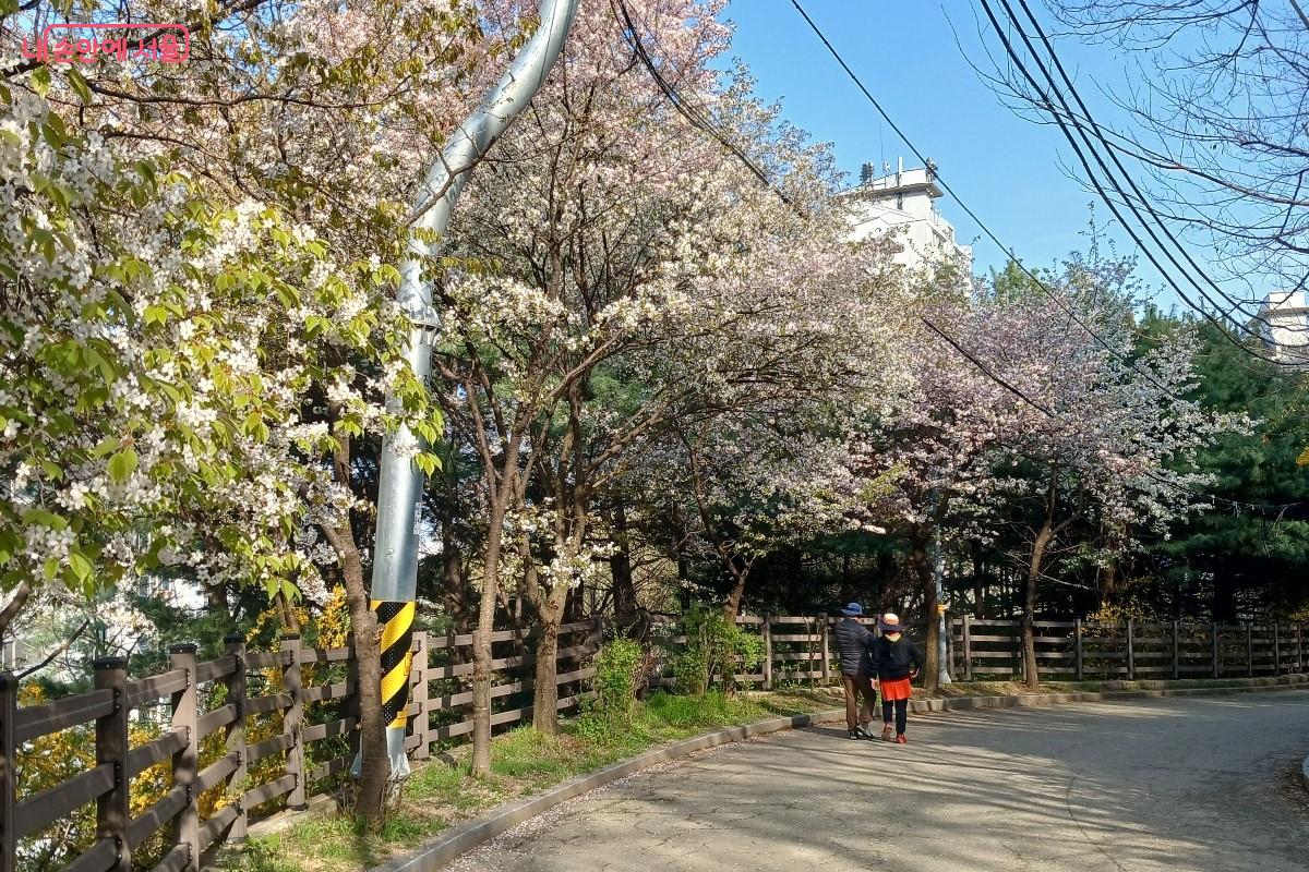 '천연황토 행복쉼터' 뜨란채 걷기 구간의 봄꽃 &copy;임영근  