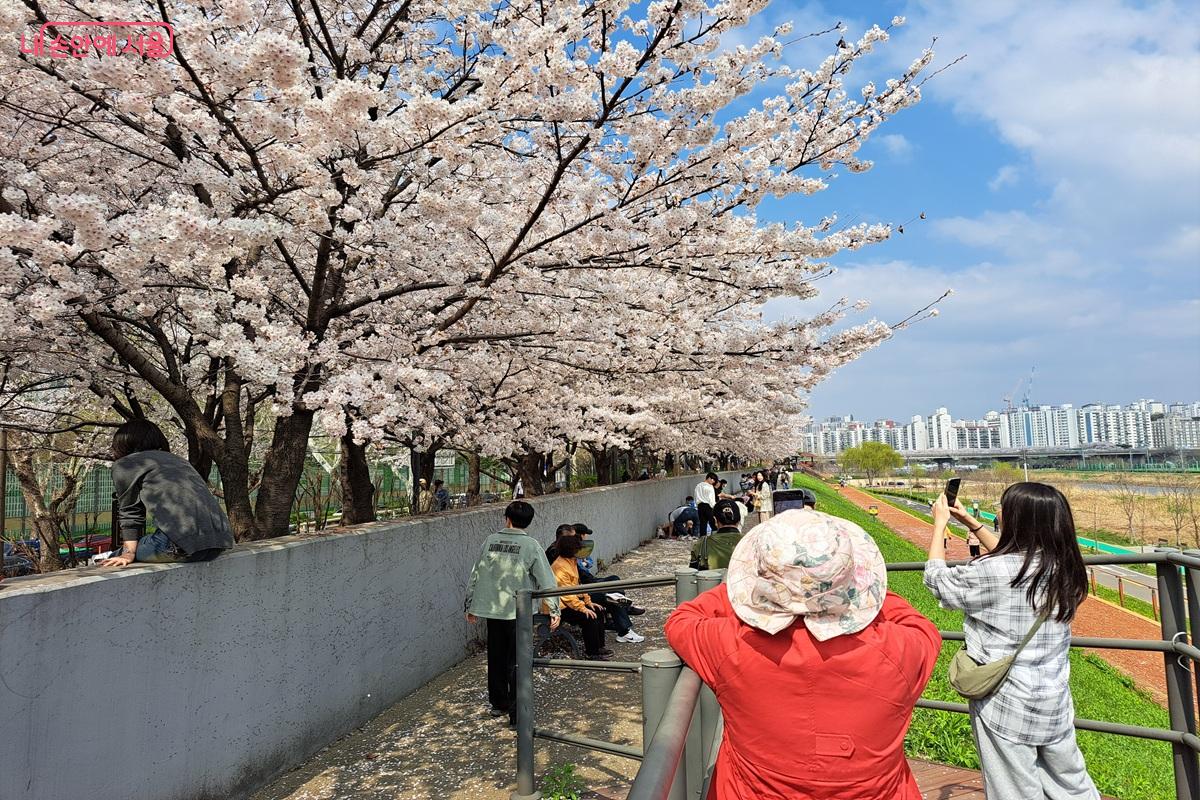 양천구 제방길에서 벚꽃이 피어 있는 아름다운 모습 &copy;홍지영