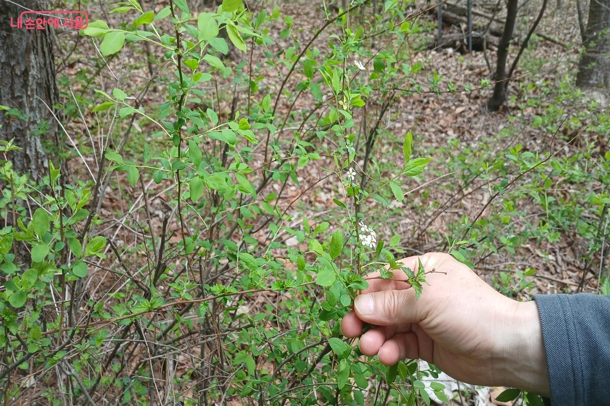 조팝나무도 봄을 맞아 절정의 아름다움을 뽐내고 있다. &copy;유지민