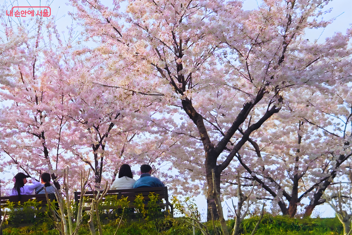 화면 전체를 가득 채운 거대한 벚나무들 아래, 나무 벤치에 시민들이 나란히 앉아 휴식을 취하고 있다. 왼쪽 벤치에는 두 명, 오른쪽 벤치에는 한 쌍의 남녀가 등을 보인 채 앉아 흐드러진 연분홍 벚꽃을 감상하고 있다. 벤치 아래로는 초록색 풀이 돋아난 경사면이 있고, 벚나무 가지들은 푸른 하늘이 거의 보이지 않을 정도로 빽빽하게 꽃을 피워 화사한 꽃지붕을 이루고 있다.