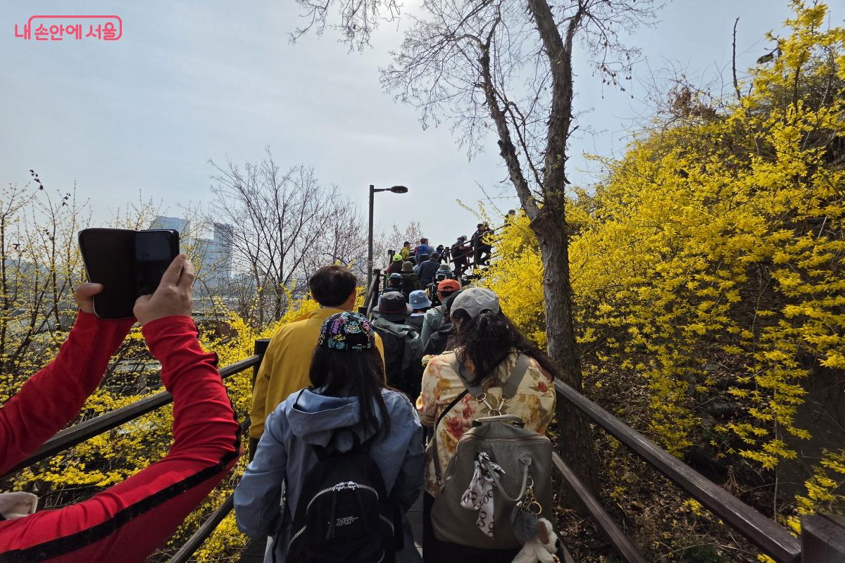개나리로 덮인 응봉산을 카메라로 담고 있다. ⓒ조송연