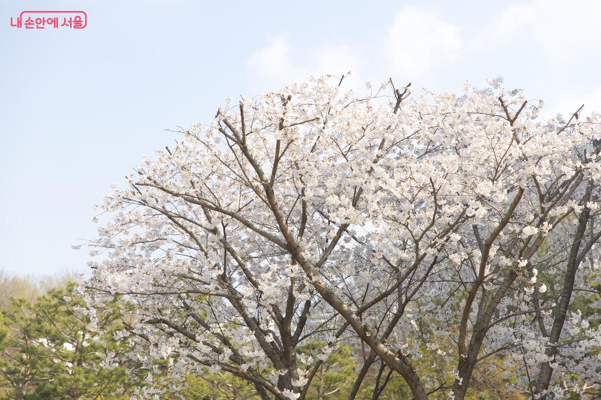 국립중앙도서관 주변에서 벚꽃 놀이를 즐길 수 있었다.