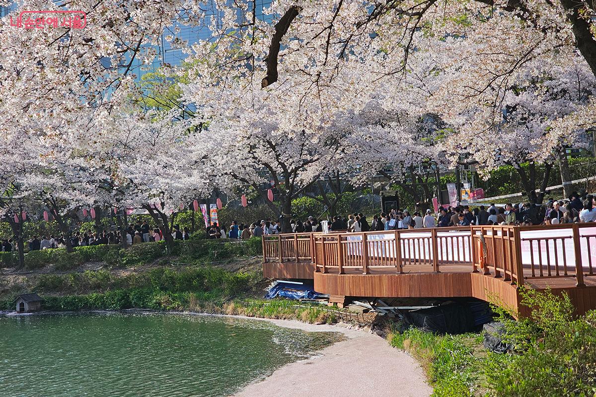 가지마다 흐드러지게 핀 벚꽃은 하늘에서 흰 구름이 내려와 나무 위에 내려앉은 듯했다. ©이혜숙