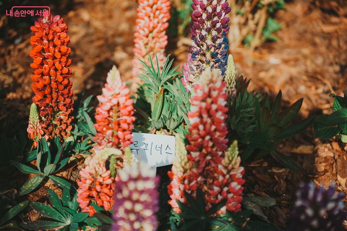 화려한 색감으로 정원의 생동감을 더하는 루피너스 꽃무리 &copy;김성무