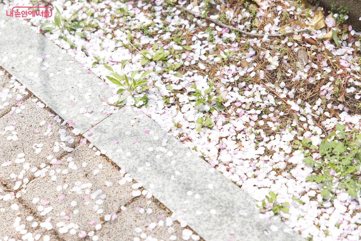 벚꽃은 아쉽게 엔딩이지만 아쉬움을 달래줄 홍릉숲을 찾아왔다