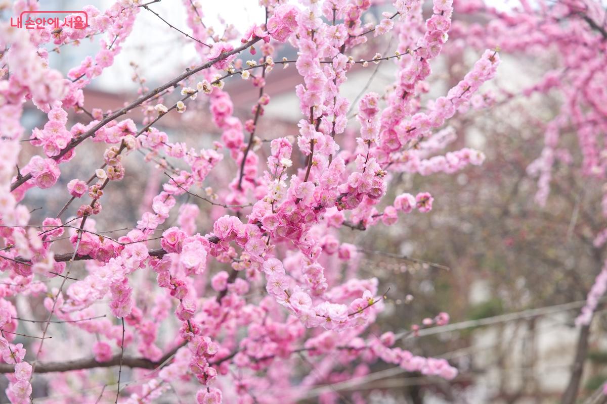 겹복사꽃이라는 예쁜 꽃을 처음으로 알게 해준 서울역사박물관 &copy;서지희