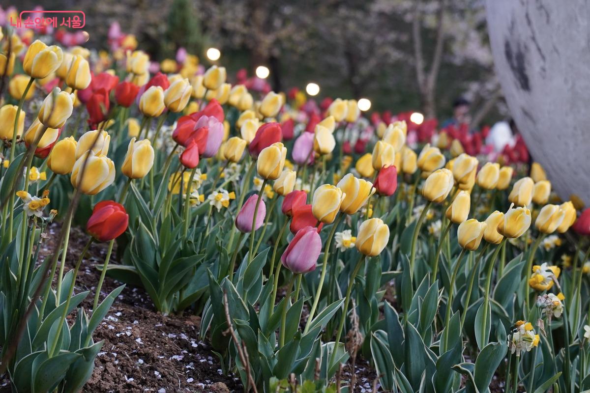 단단하고 매끄러운 줄기 끝에 진홍색 튤립 한 송이가 탐스럽게 피어 있습니다. 겹겹이 말려 있는 두툼하고 둥근 꽃잎들이 햇살을 받아 선명한 빛을 띠고 있으며, 꽃의 묵직하면서도 강인한 생명력이 손끝에 닿을 듯 생생합니다.