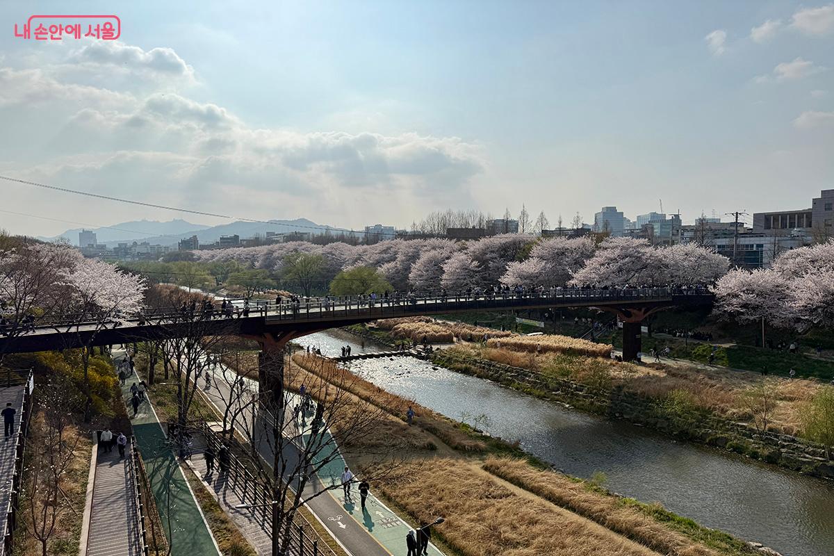 양재천수변문화쉼터 옥상 전망대에서 바라본 양재천 벚꽃 풍경(좌측방향) ©김미정