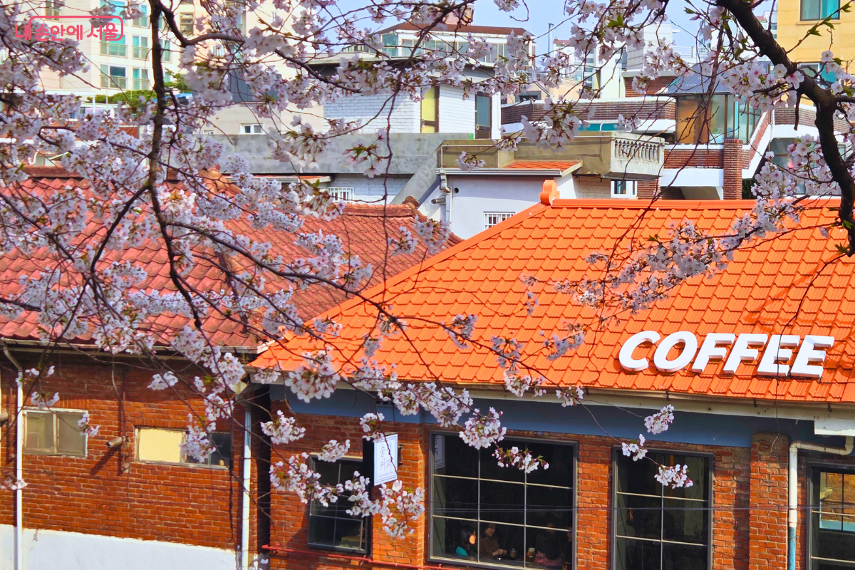 벚꽃 가지 사이로 보이는 송정동 주택가의 이색적인 풍경이다. 화면 앞쪽에는 주황색 기와지붕을 가진 건물이 있고, 지붕 위에는 "COFFEE"라는 굵은 흰색 입체 글자가 설치되어 있다. 붉은 벽돌과 커다란 유리창이 특징인 카페 건물과 그 뒤로 빽빽하게 들어선 다세대 주택들이 벚꽃과 어우러져 소박하면서도 따뜻한 마을 분위기를 자아낸다.