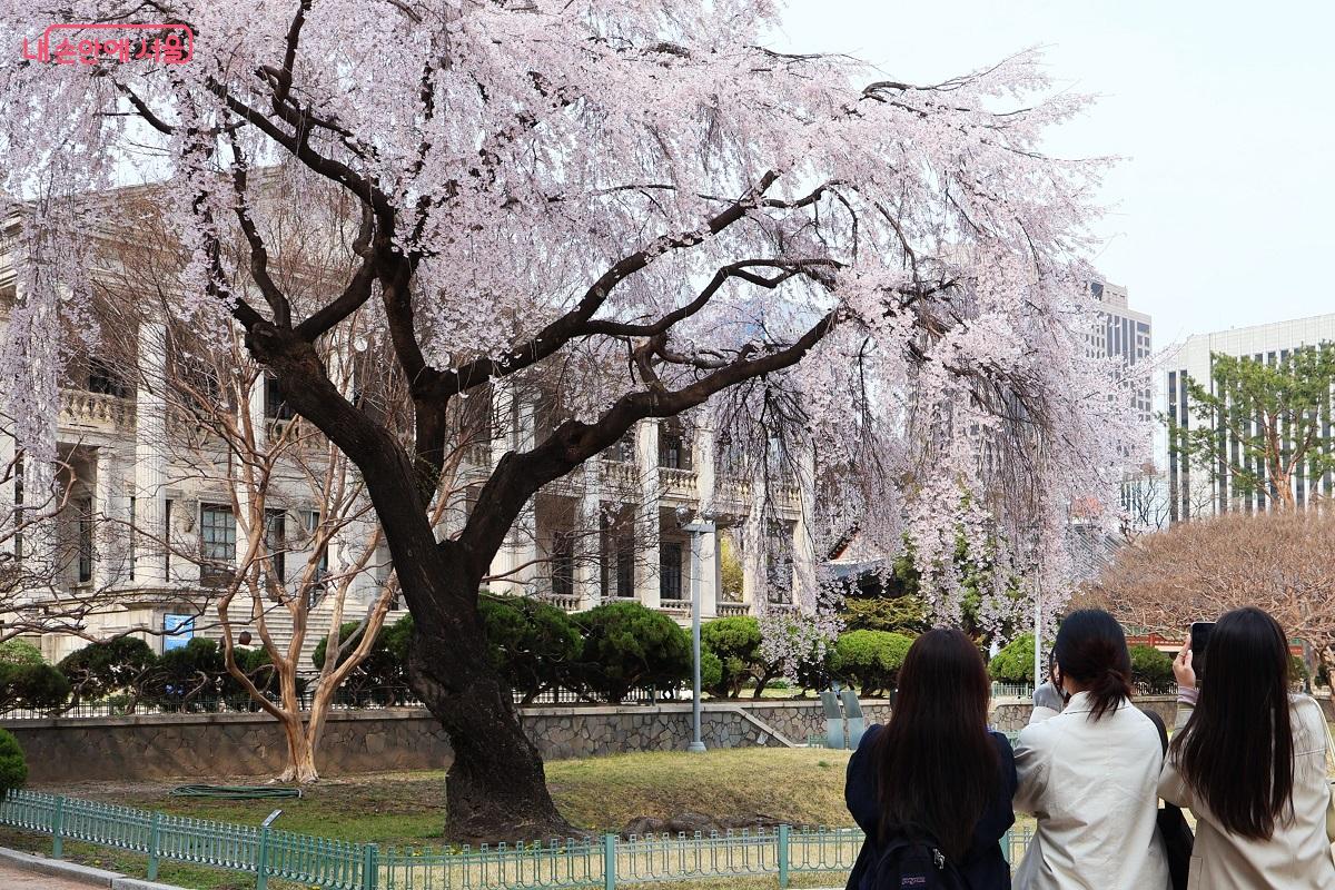 석조전 앞 흐드러진 수양벚꽃 아래서 시민들이 봄날의 추억을 남긴다. &copy;이봉덕