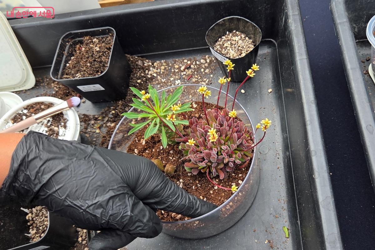 프로그램 예약 후 참여한 시민들은 다육테라리움을 만들었다. &copy;김미선