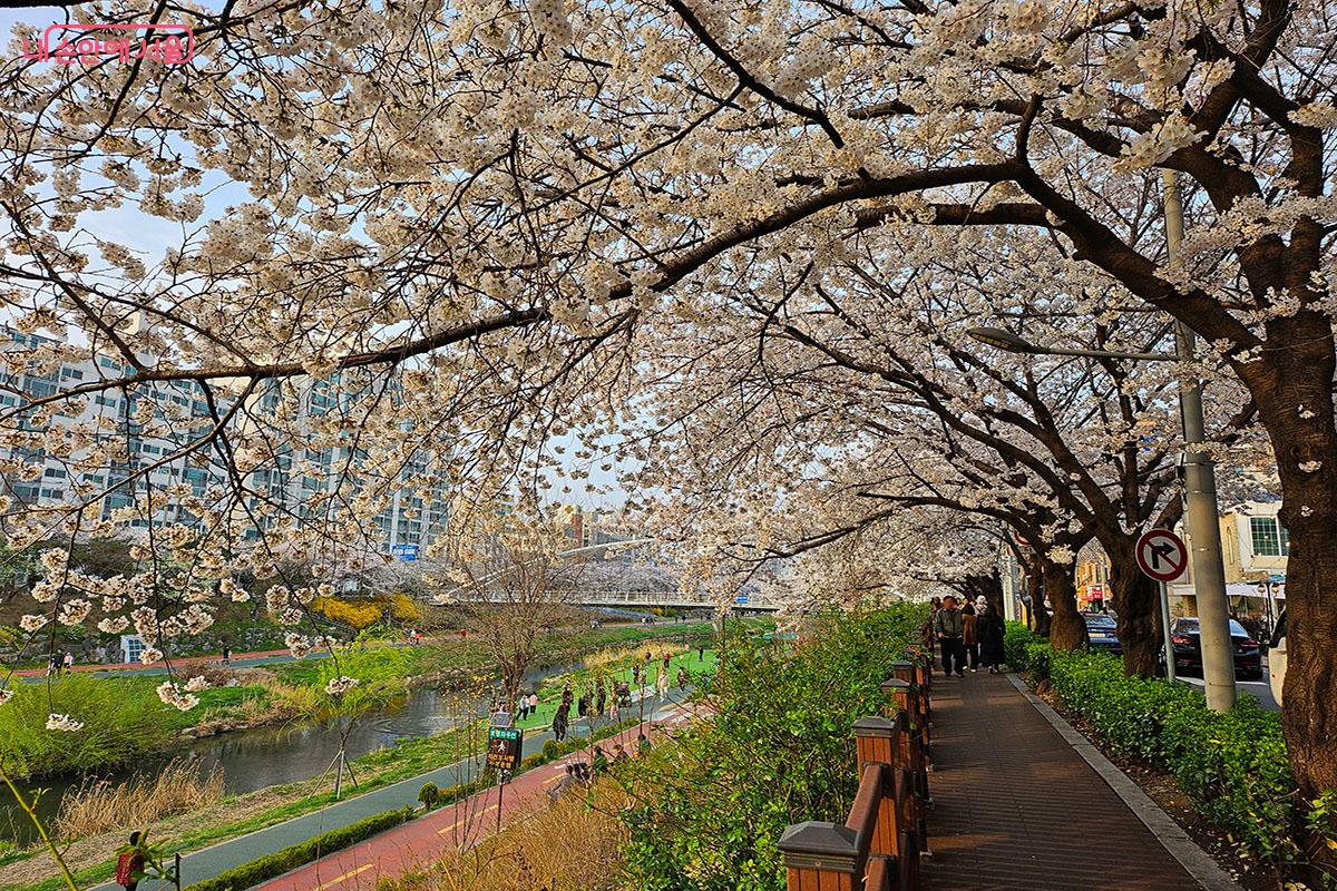 인물 인생샷이 잘나오는 불광천산책로 상가쪽 벚꽃길.ⓒ이정민