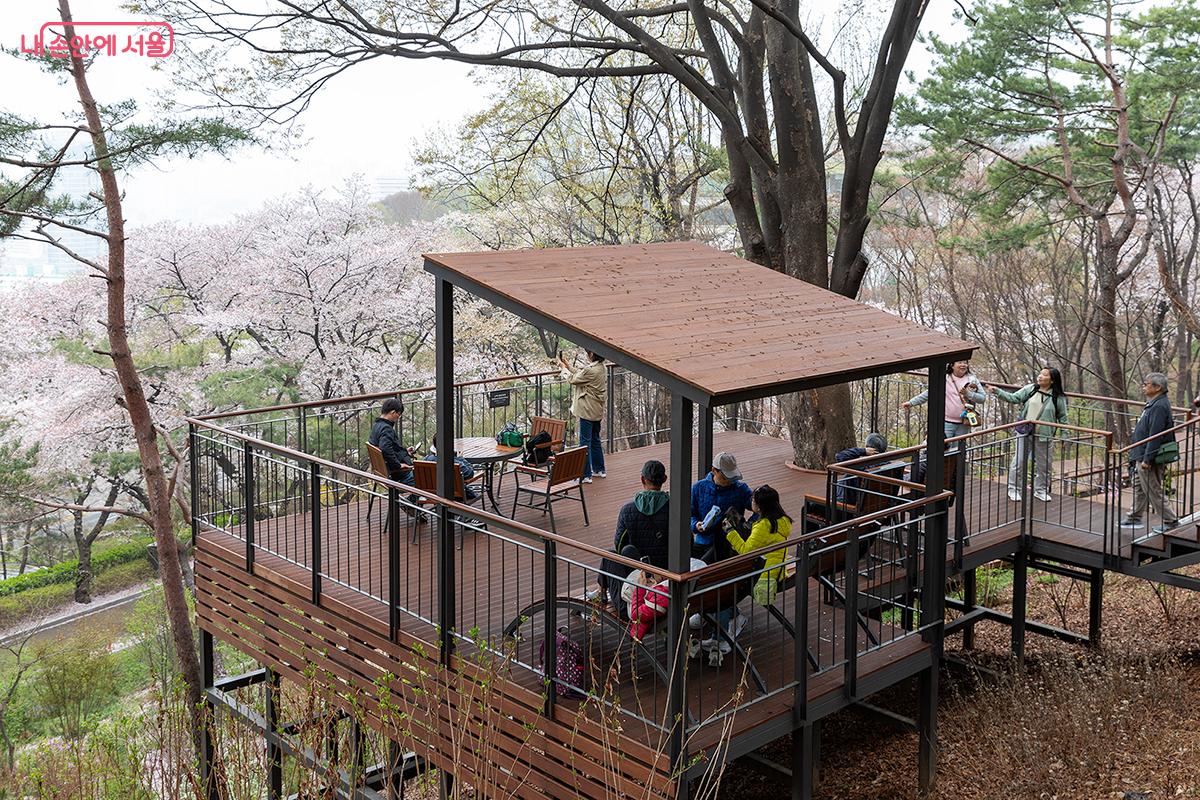 나무 위의 집을 닮은 느티나무 전망대, 벚꽃 향기 속에서 휴식과 풍경을 즐기는 순간 ⓒ문청야