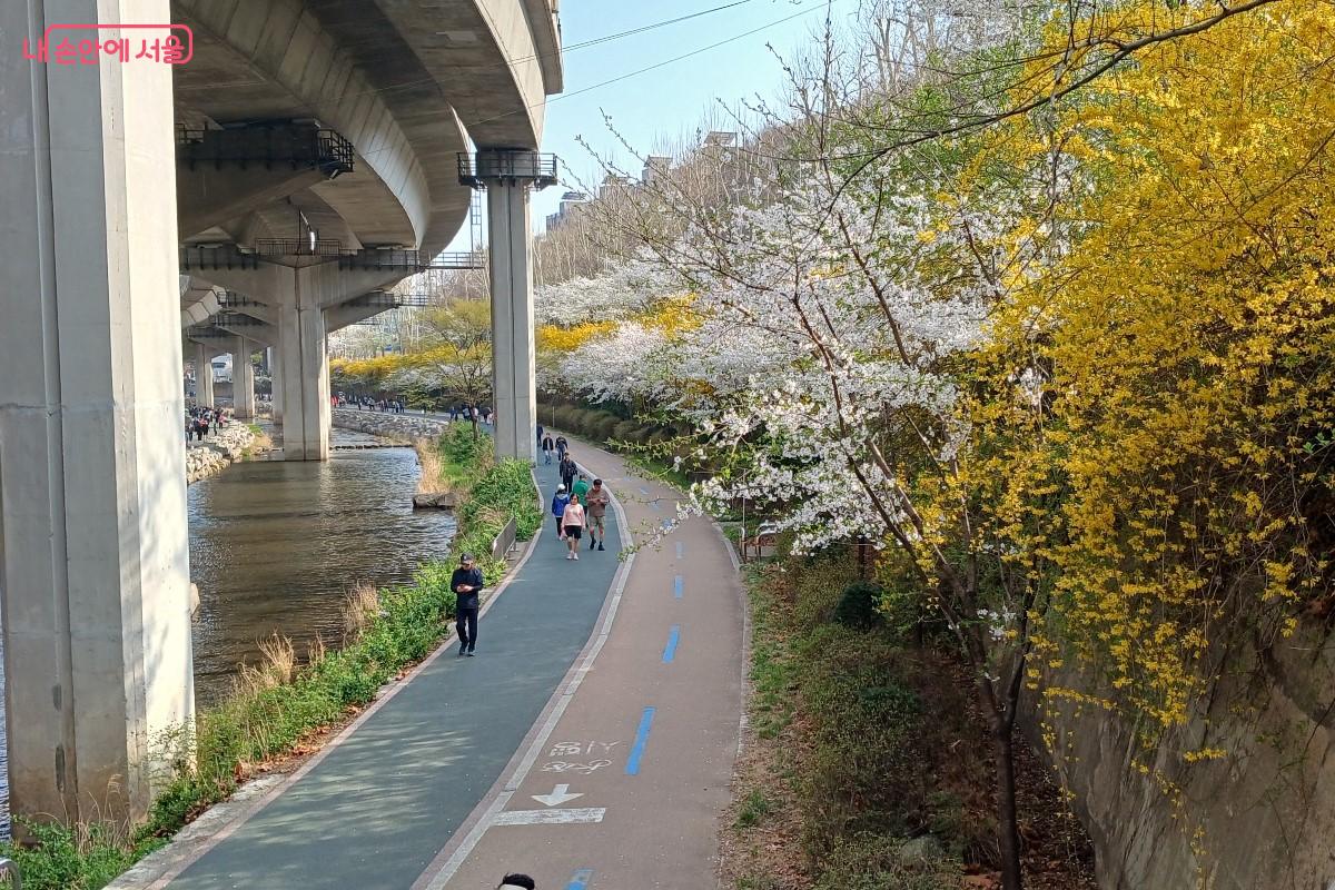 백련산 숲길 입구에는 봄꽃이 만개해 있다. &copy;임영근