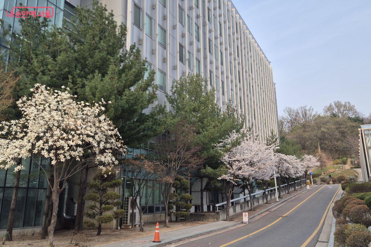 드문 드문 있는 목련이 화려하다