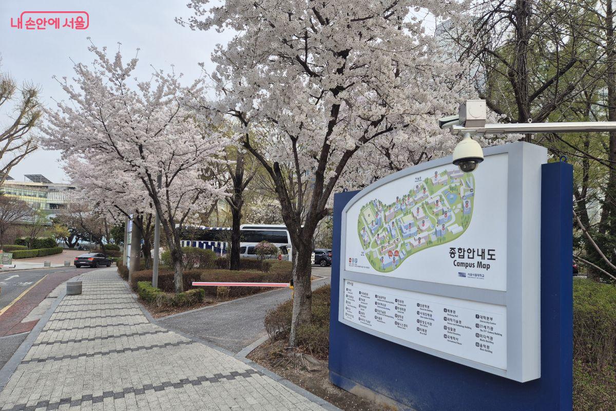 서울 시립대학교 입구 학교 종합 안내도와 벚꽃
