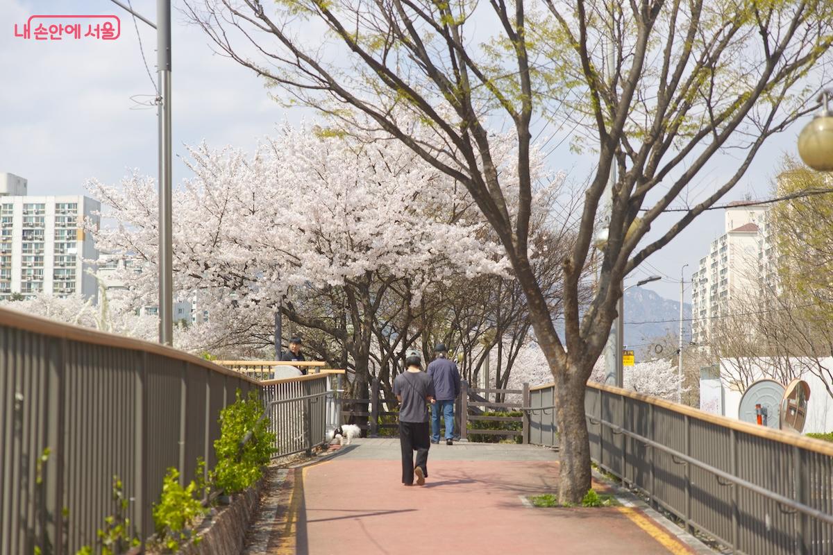 노원구, 강북구의 각 우이천변 산책로가 핑크빛 물결로 장관을 이루었다
