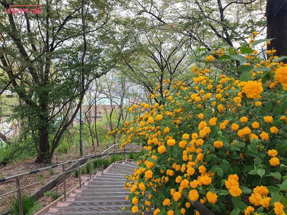 봄꽃이 가득한 백련산 숲길 &copy;김병규