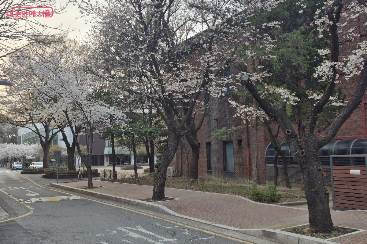 나무들이 오래되어 고풍스럽다