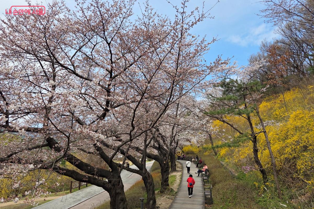 지난해보다 조금 이른 개화로 연분홍빛 벚꽃도 피어난다. &copy;김미선