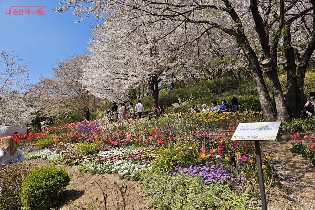 통행에 불편을 줄 수 있어 바로 안내를 해주니 쾌적하게 꽃놀이를 즐길 수 있었다. &copy;염지연