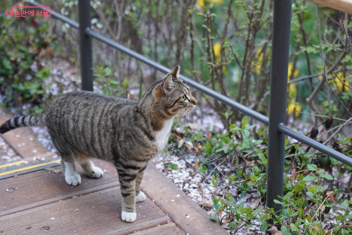 하얗고 보드라운 털을 가진 고양이 한 마리가 나지막이 피어난 튤립 꽃밭 앞에 자리를 잡고 앉았습니다. 고양이는 고개를 살짝 들어 눈앞에서 흔들리는 화려한 꽃송이들을 호기심 어린 눈으로 뚫어져라 응시하며, 정원의 평화로운 정취에 흠뻑 빠져 있습니다.