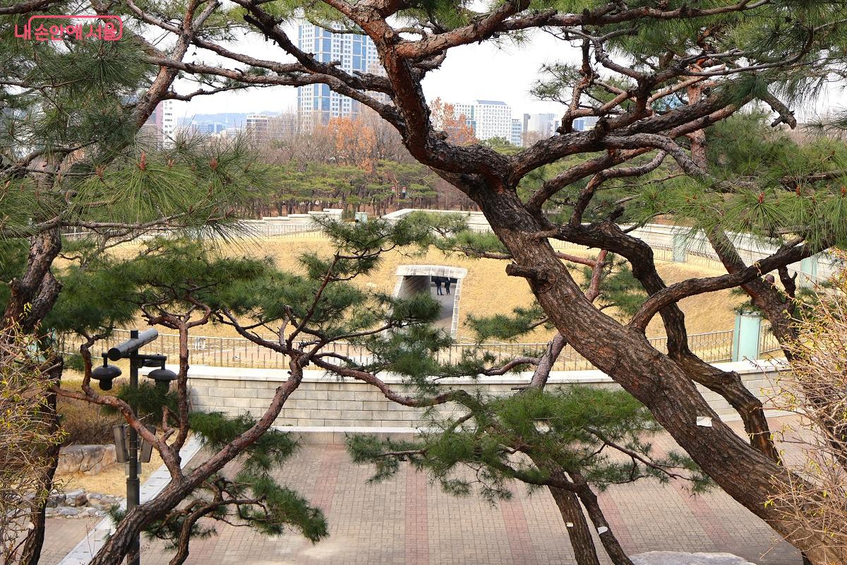 노송 사이로 보이는 타임캡슐 수장고 풍경, 과거와 미래가 교차한다. &copy;김대진