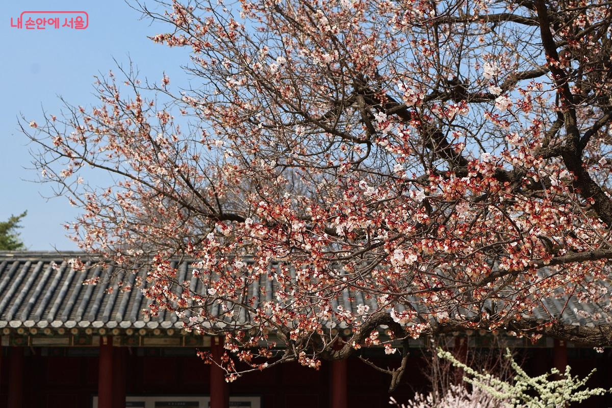 고목에서 터져 나온 살구꽃이 꽃터널을 이루고 있다. &copy;이봉덕