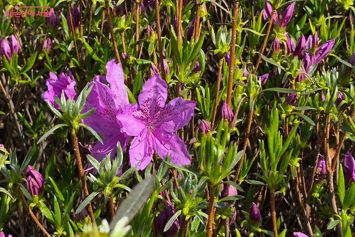 수줍게 꽃을 피우기 시작한  불암산 힐링타운 ⓒ권수진