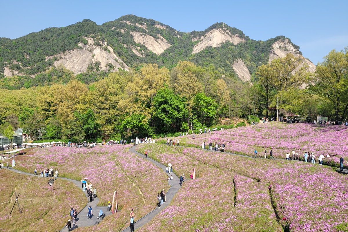 분홍빛 물든 불암산 철쭉동산, 봄의 절정 맞은 꽃길 산책! (ft. 서울둘레길)