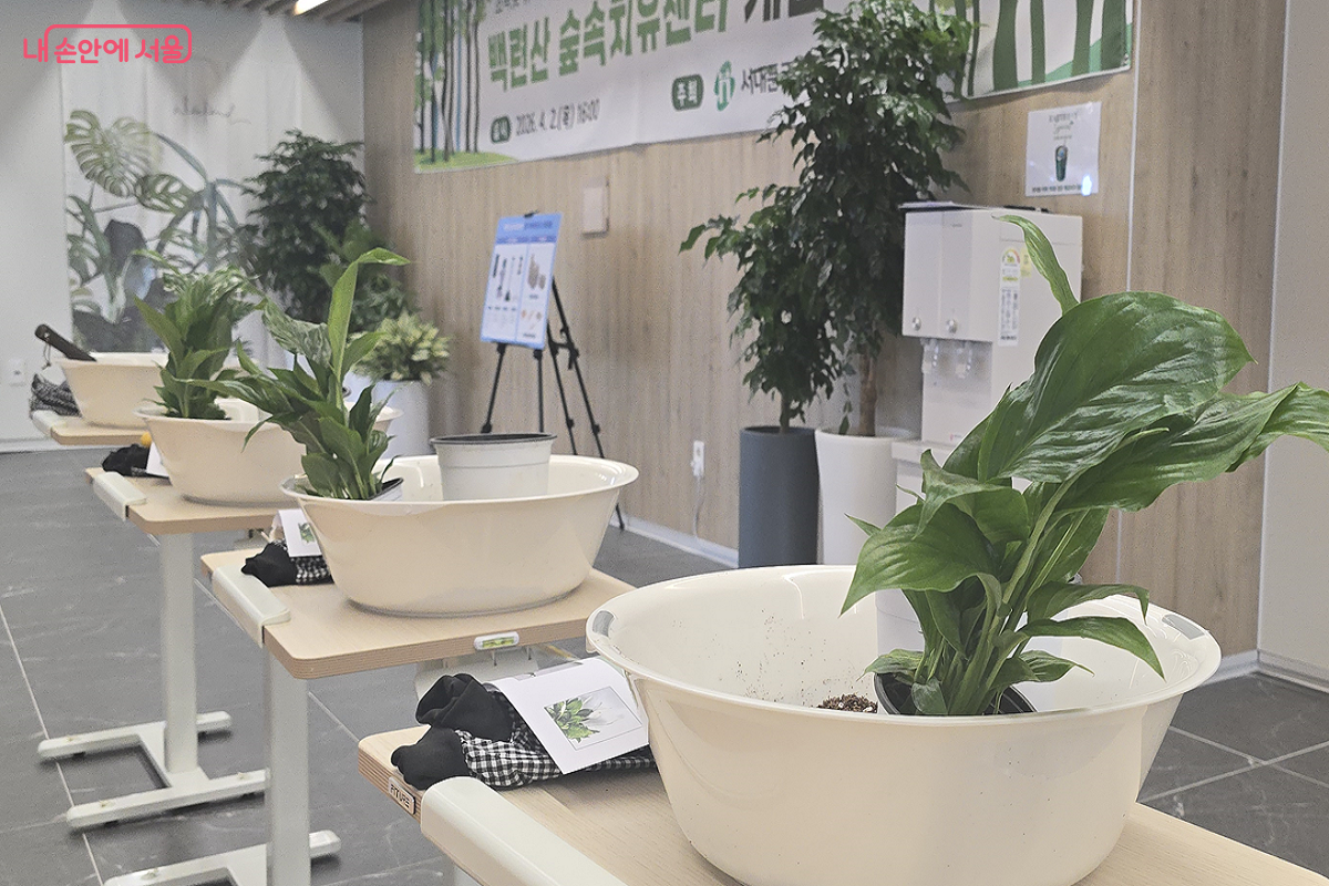 실내 정화식물로 원예치료에 참여해 보는 시간 &copy;최윤정