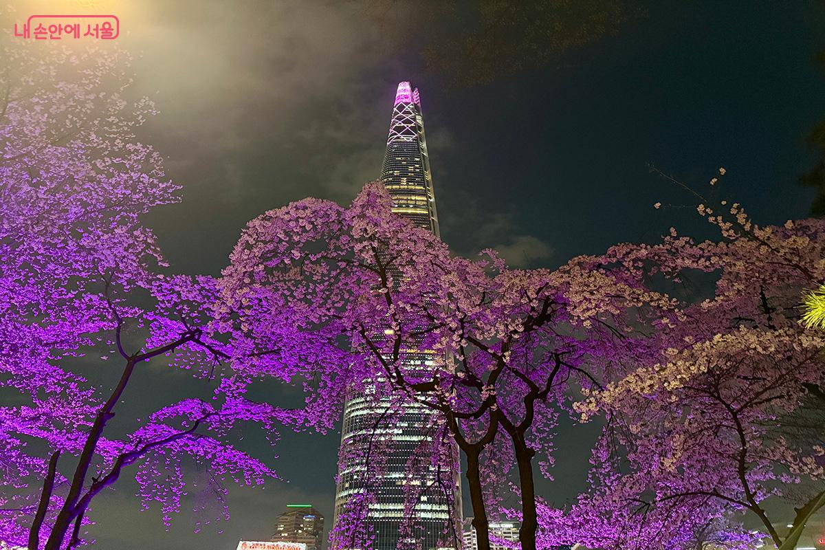 야간 조명이 더해진 벚꽃과 어우러져 몽환적인 분위기를 자아내는 롯데월드타워 ©김미정