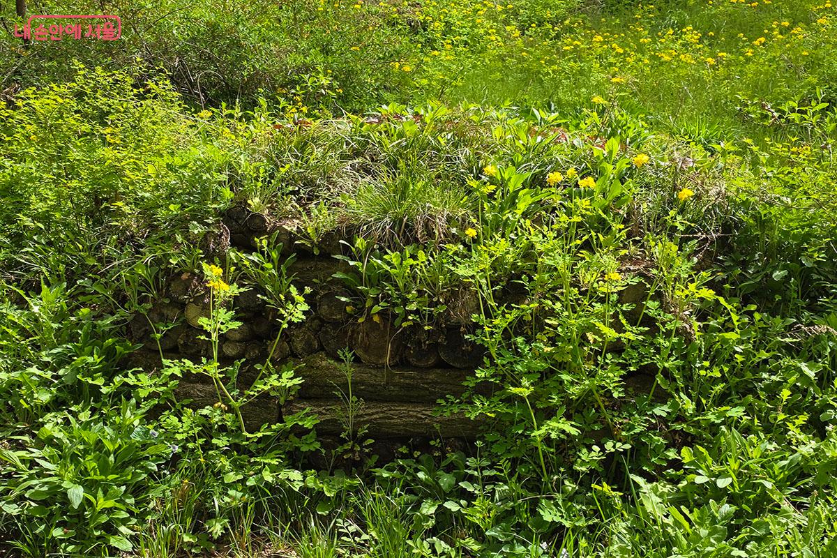 자연 속 '후글컬처(Hugelkultur)'방식으로 난지도 생태 복원을 했다. &copy;이정민