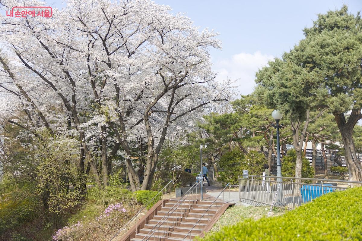 벚꽃 명소로 체크해 놓고 해마다 방문해보기로 한 국립중앙도서관 &copy;서지희 