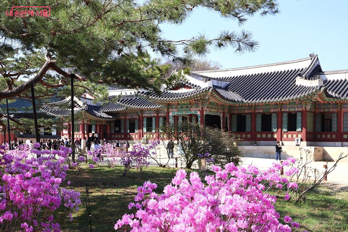 희정당 앞마당에 진달래가 군락을 이뤄 화사한 봄의 정원을 완성한다. &copy;이봉덕